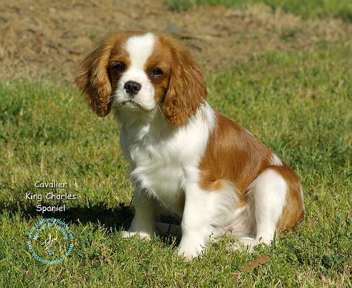 Cavalier King Charles Spaniel 9P032D-148.JPG